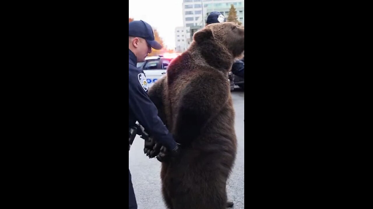 Bear Arrest
