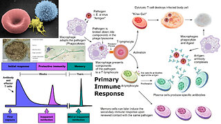 Animal Form and Function: Immune System