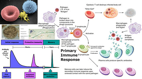 Animal Form and Function: Immune System