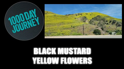 1000 Day Journey 0663 Black Mustard Yellow Flowers