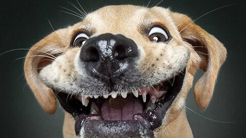 Cheerful and active dogs