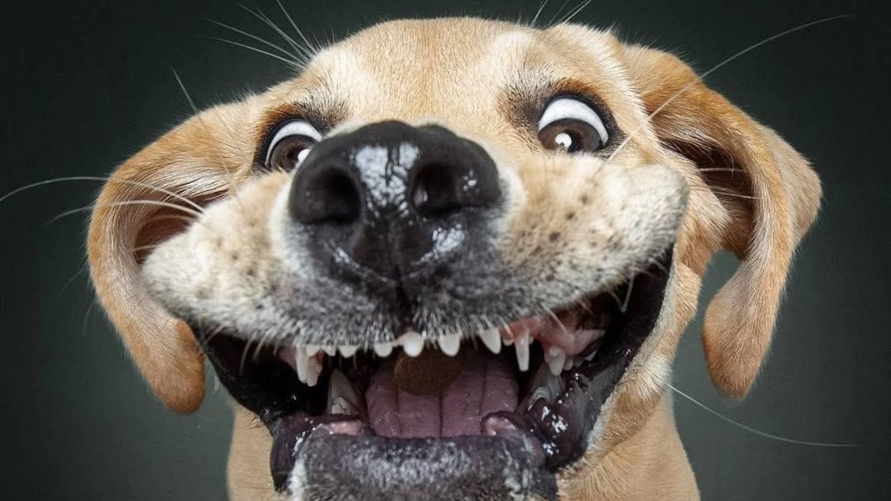 Cheerful and active dogs