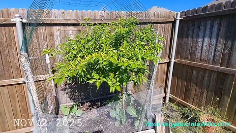 Greenhouse Update and Fall Veggies!