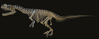 Ceratosaurus sold for $30.5 million at Sotheby’s, third-most expensive dinosaur skeleton auctioned