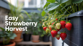 Strawberry Harvest Mastery (Even in Tiny Spaces!)