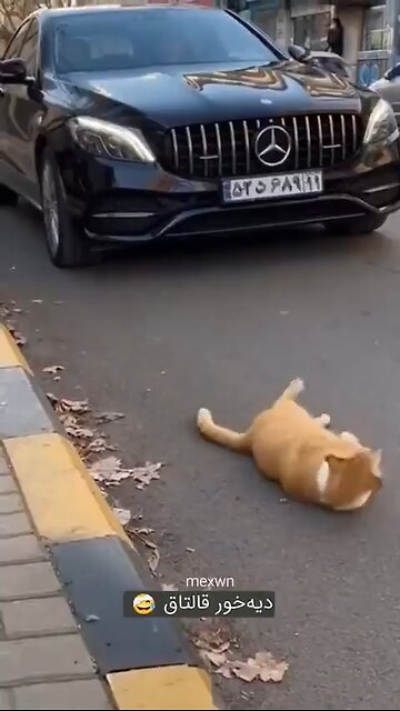 Cat 🐈 vs Car