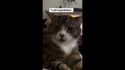 Cat negotiation
