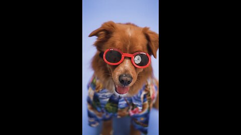 Cute Dog with Sunglasses| Cute Dog