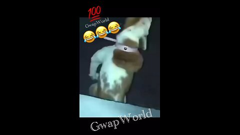 Who dog is this? And what’s goin on here‼️😂😂😂