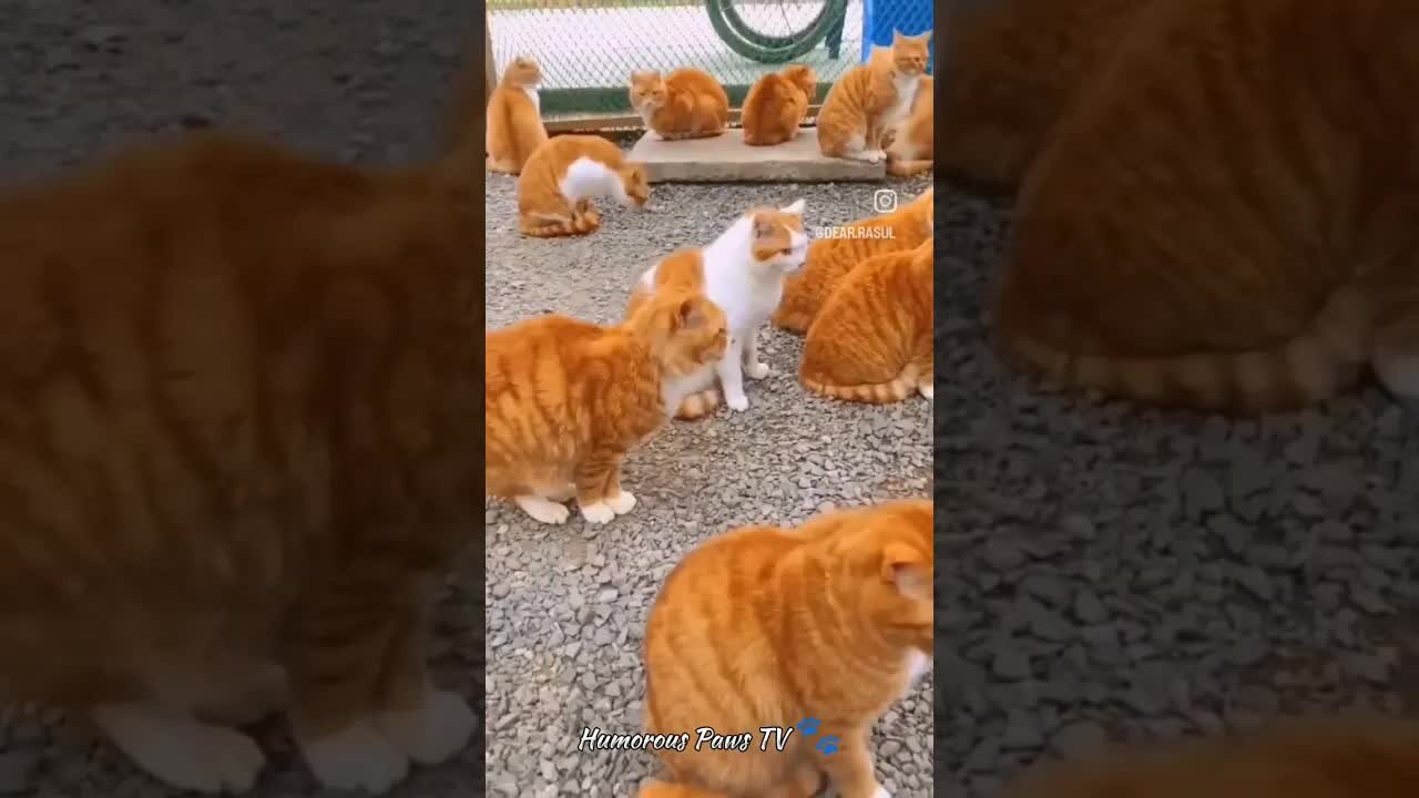 funny and cute cats