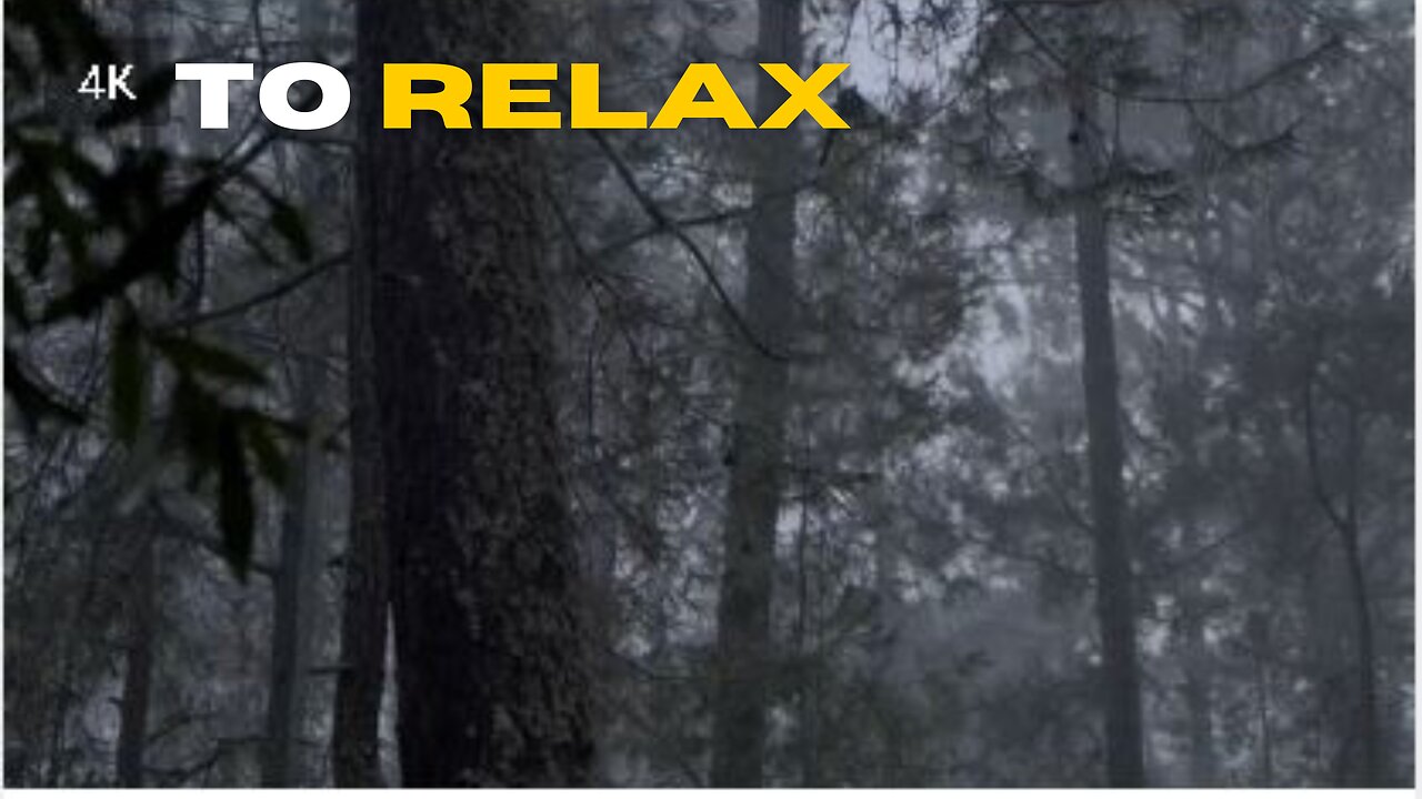 Music to Relax Rain Falling in the Forest