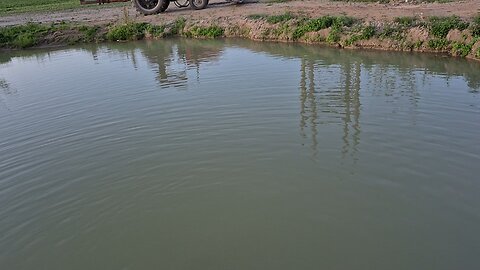 Canadian pirahana