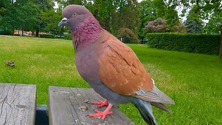 Purple Pigeon on the Park Table