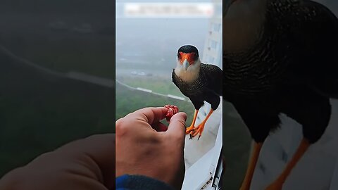 The guys been watched by a bird and thats what happened
