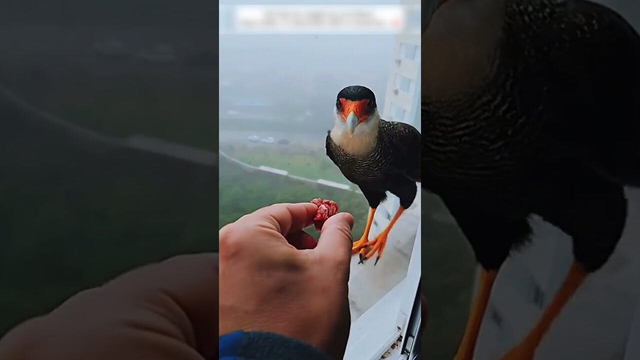 The guys been watched by a bird and thats what happened