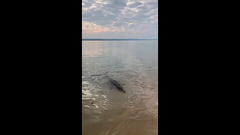 A shark and a crocodile on the riverbank
