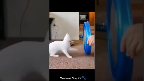 Funny animals 2024😂- Funniest Cats and Dogs Video😹🐶