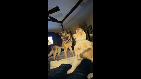 Doggy playtime