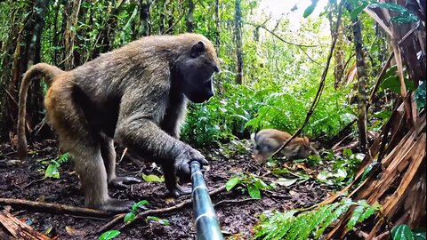 Monkey Vlog