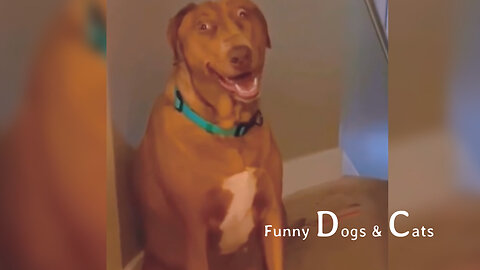 Funny Dogs and Cats