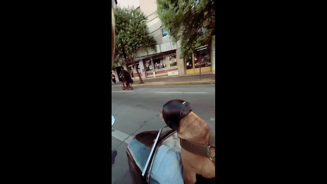 Dog Compilation