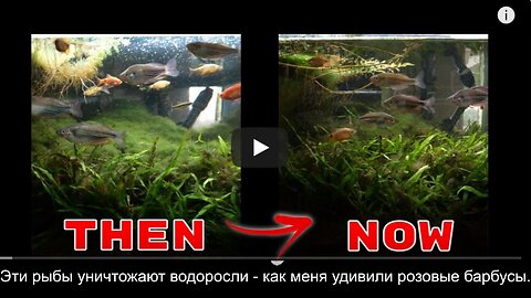 Эти рыбы уничтожают водоросли - как меня удивили розовые барбусы.