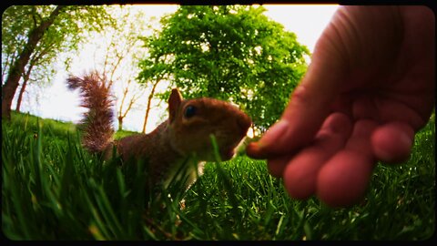 Fisheye Squirrels