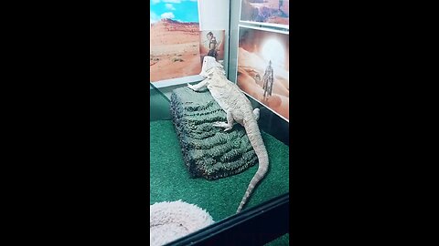 A Dragon's Love