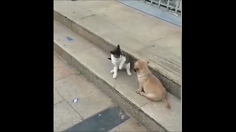 Cat vs Dog funny videos