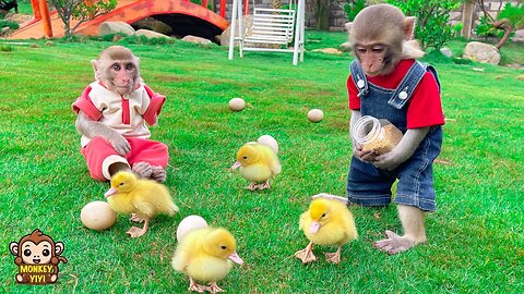 How YiYi and YinYin love and care for the ducklings