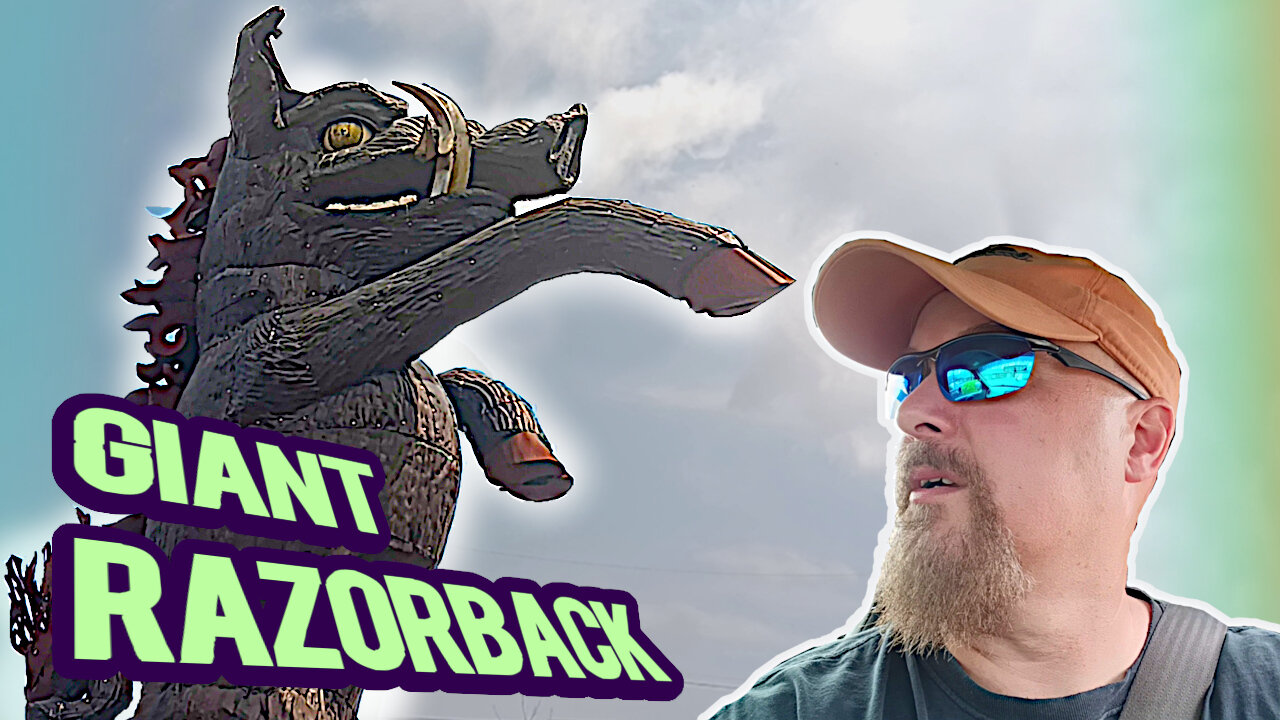 Dancing Hog In Fayetteville Arkansas - ozark life, vlog
