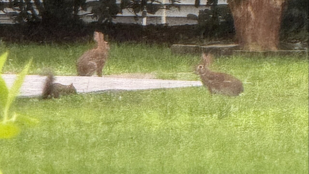 Rabbits and a squrrel.