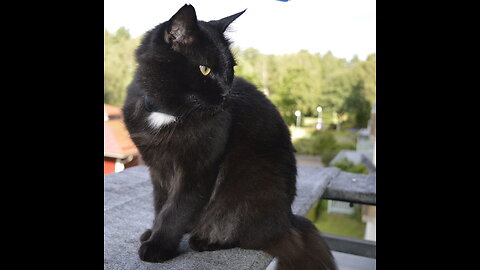 En riktig kortis