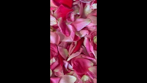Roses & Gardenias From Our Florida Garden