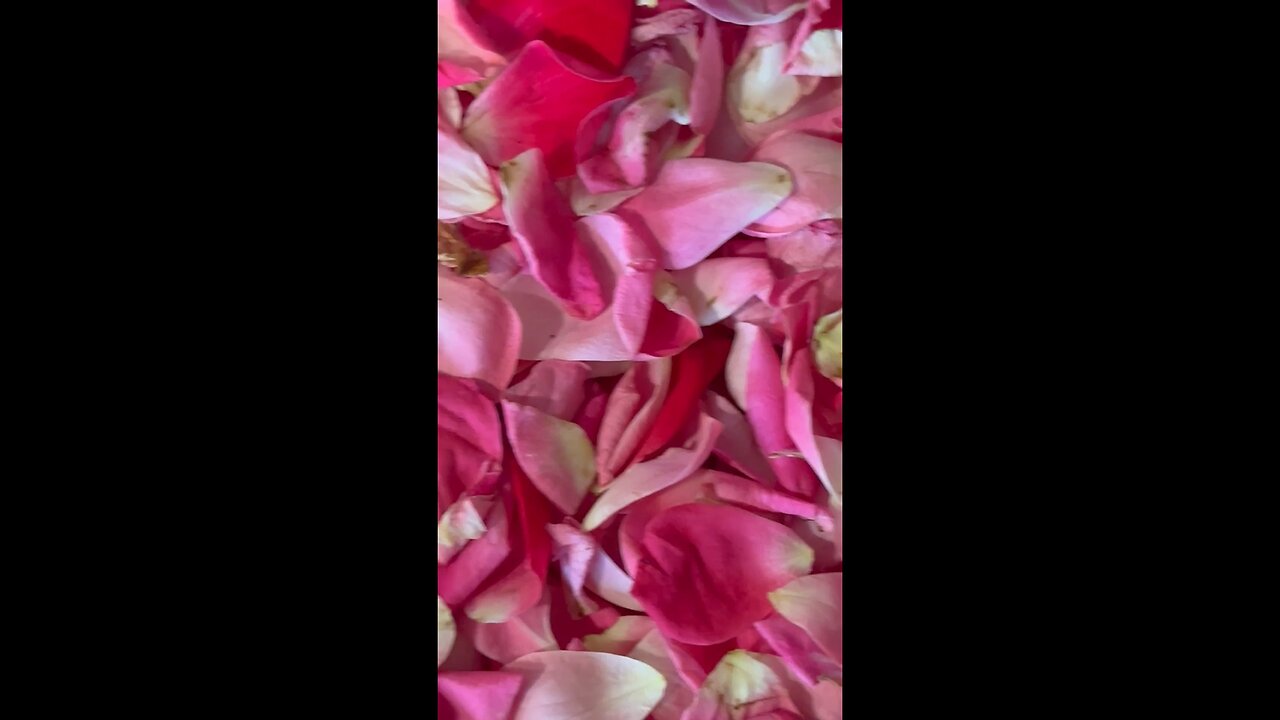 Roses & Gardenias From Our Florida Garden