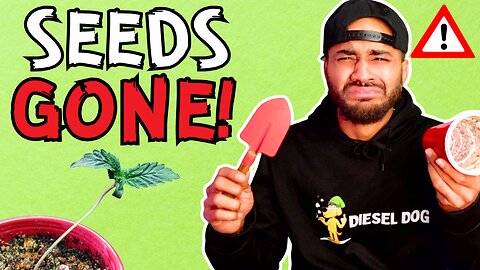 Why Your SEEDS FAIL in the First 2 Weeks...