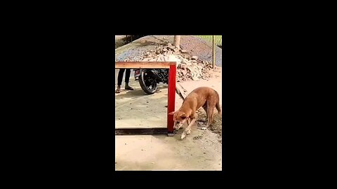 funny dog