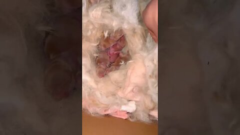 The mother rabbit gave birth to a nest of cute little rabbits, cute pet debut plan, rabbit, past