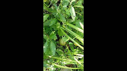 Japanese apples