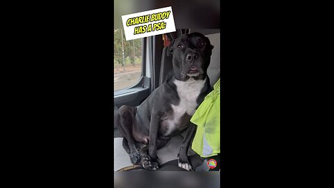 Charlie Buddy Has A PSA! 🐶 #talkingdog #rescuedog #adoptdontshop #pittienation #trucking #psa