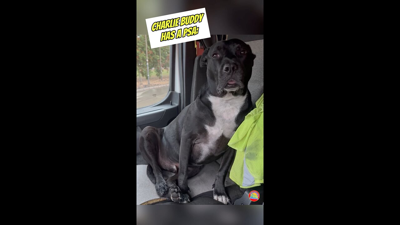 Charlie Buddy Has A PSA! 🐶 #talkingdog #rescuedog #adoptdontshop #pittienation #trucking #psa