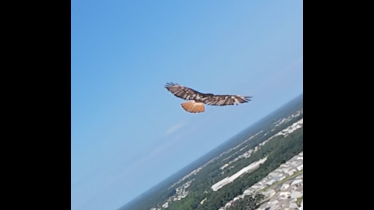 🦅 Fly Like An Eagle - Steve Miller Band 🦅