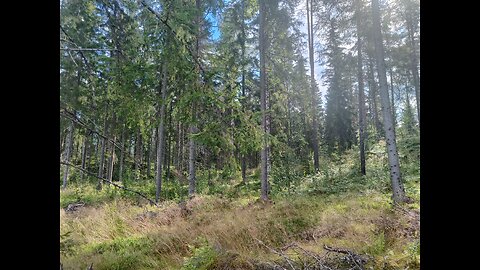 In the Forest| Stream | Live