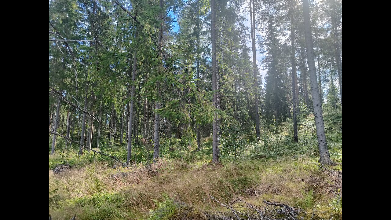 In the Forest| Stream | Live