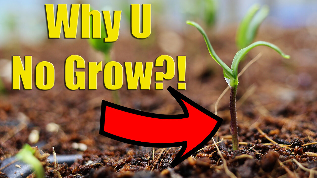 Solving 9 Problems With Seed Germination & Young Seedlings