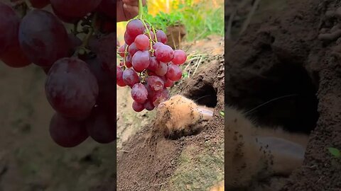 When the digging rabbit smells grapes, cute pet debut plan, rabbit pastoral cute pet