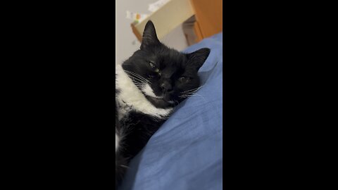 Lazy Cat Summer!