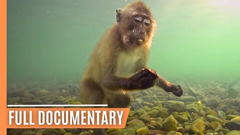 The Incredible Story of Piak Nam Yai Macaques - From Tsunami to Toolmakers | Full Documentary