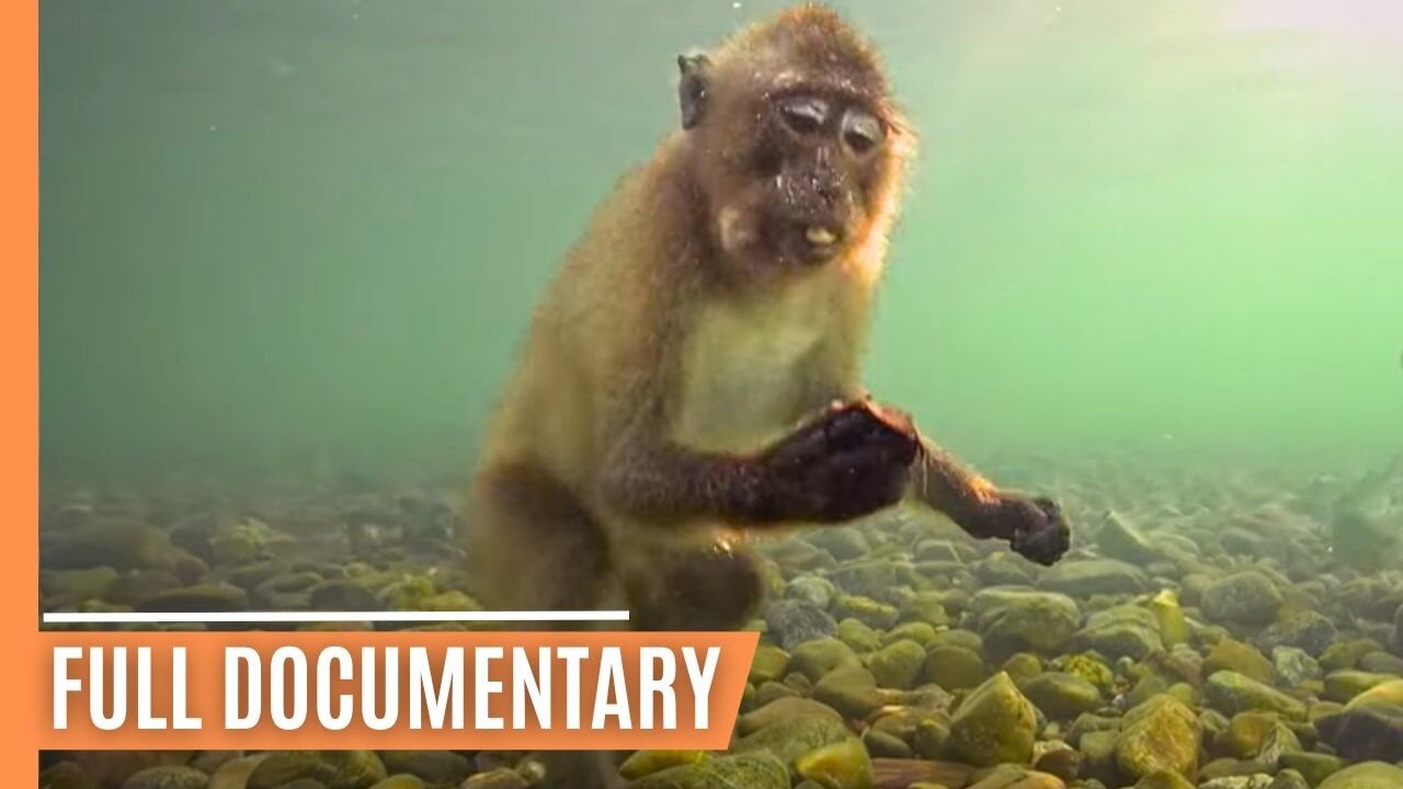 The Incredible Story of Piak Nam Yai Macaques - From Tsunami to Toolmakers | Full Documentary
