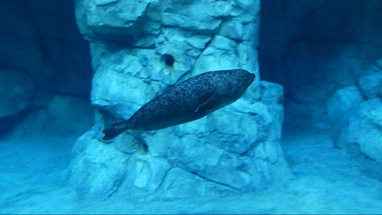 The Maritime Aquarium